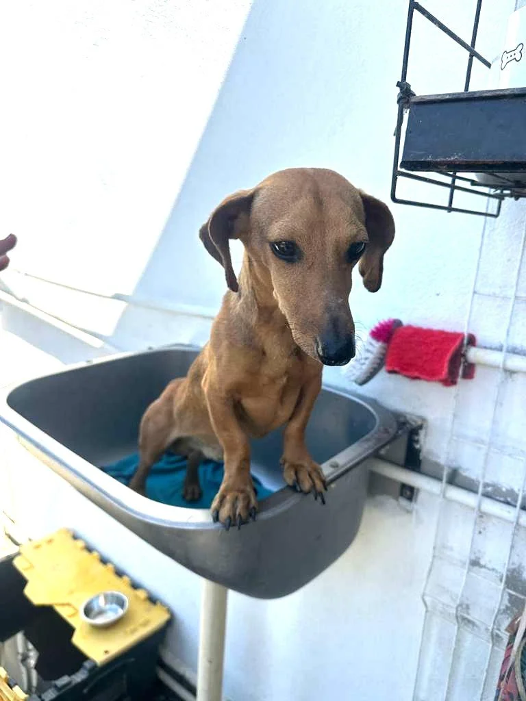 Dachsund Male Adopt (7).jpeg