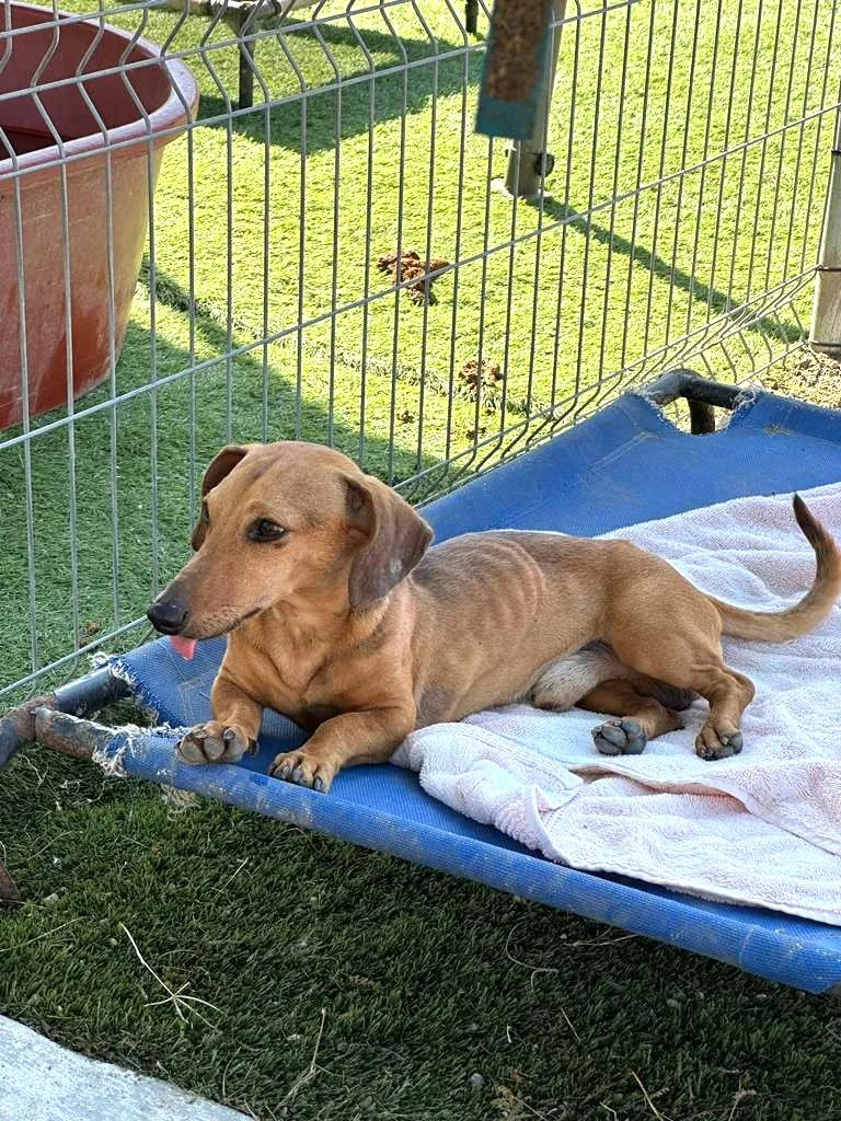 Dachsund Male Adopt (1).jpeg