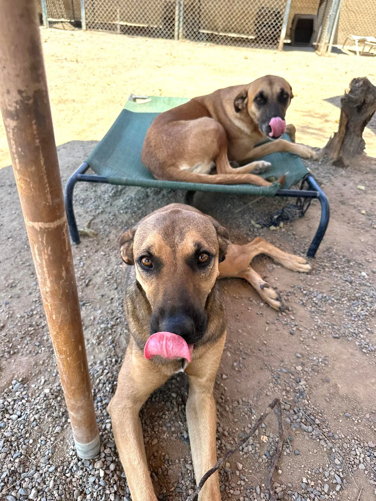 Black Mouth Cur Shepherd.jpeg