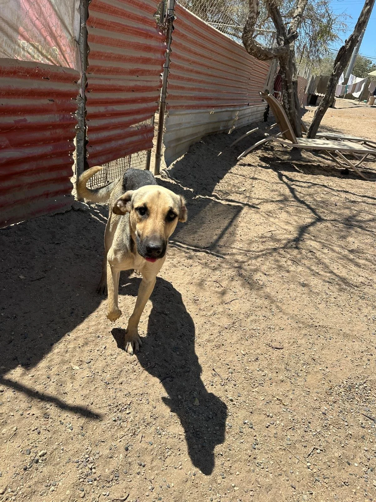 Shepherd Female.jpeg