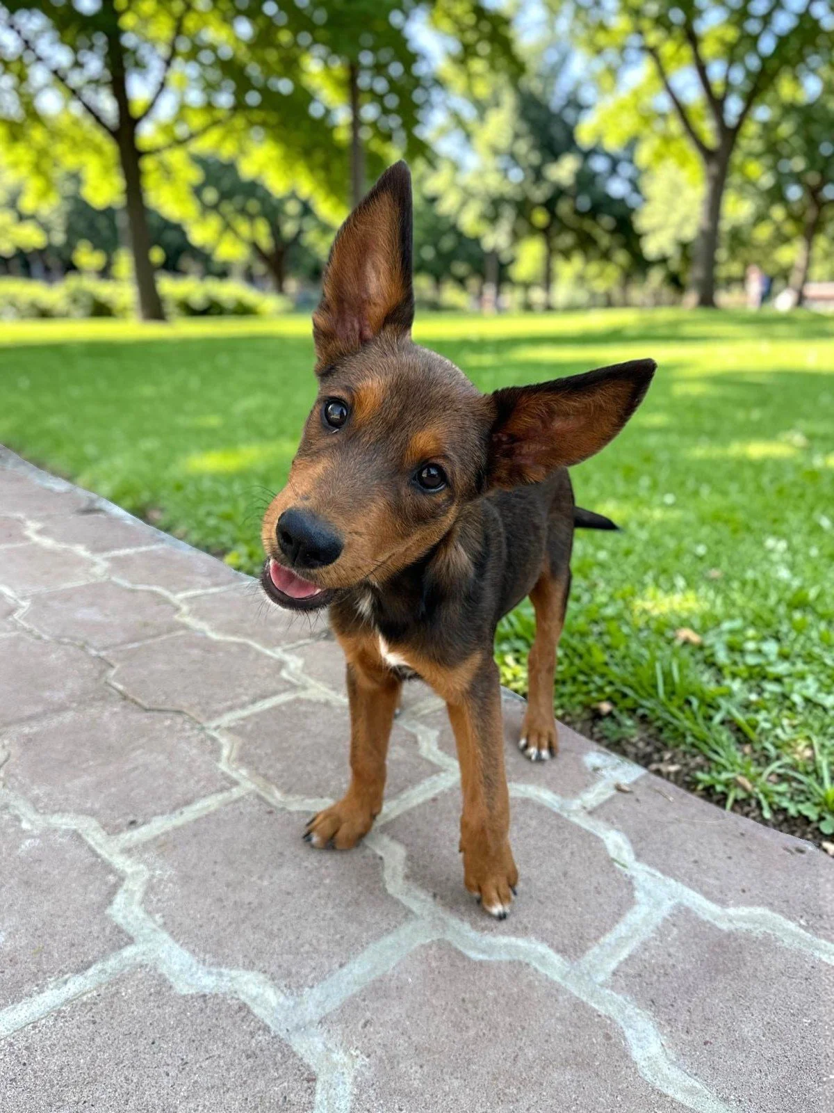 shepherd kelpie pinscher pup.jpg
