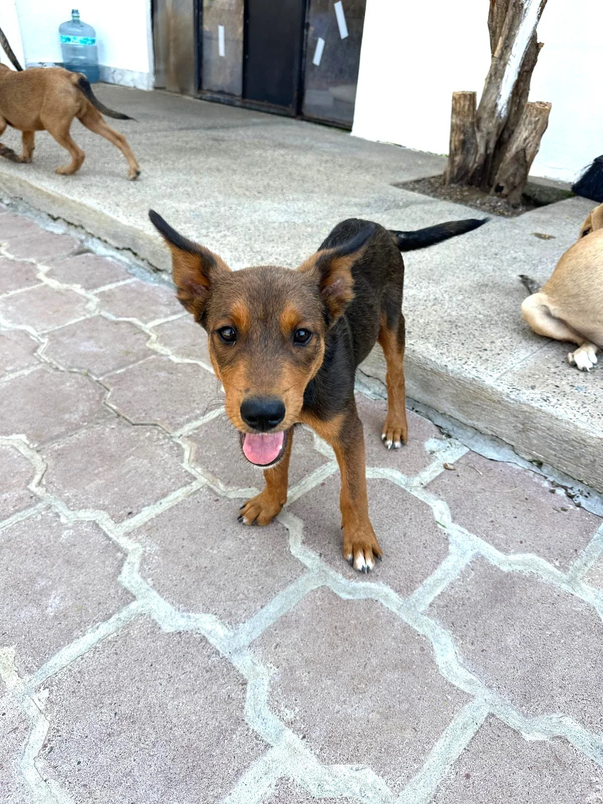 kelpie australian shepherd pup.jpeg
