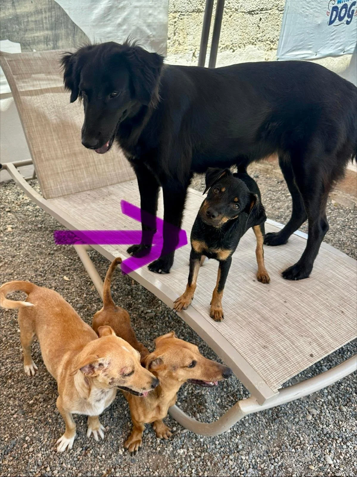 small breed male chi.jpeg