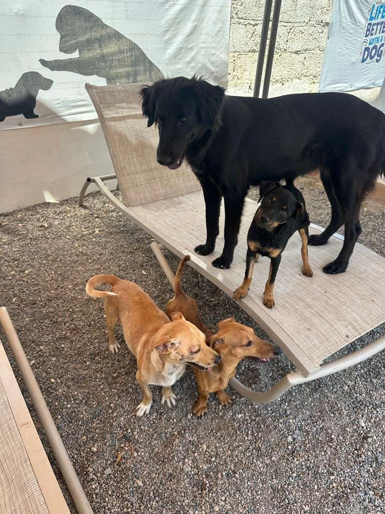 WhatsApp Image 2026-04-06 at 6.06.46 PM.jpeg