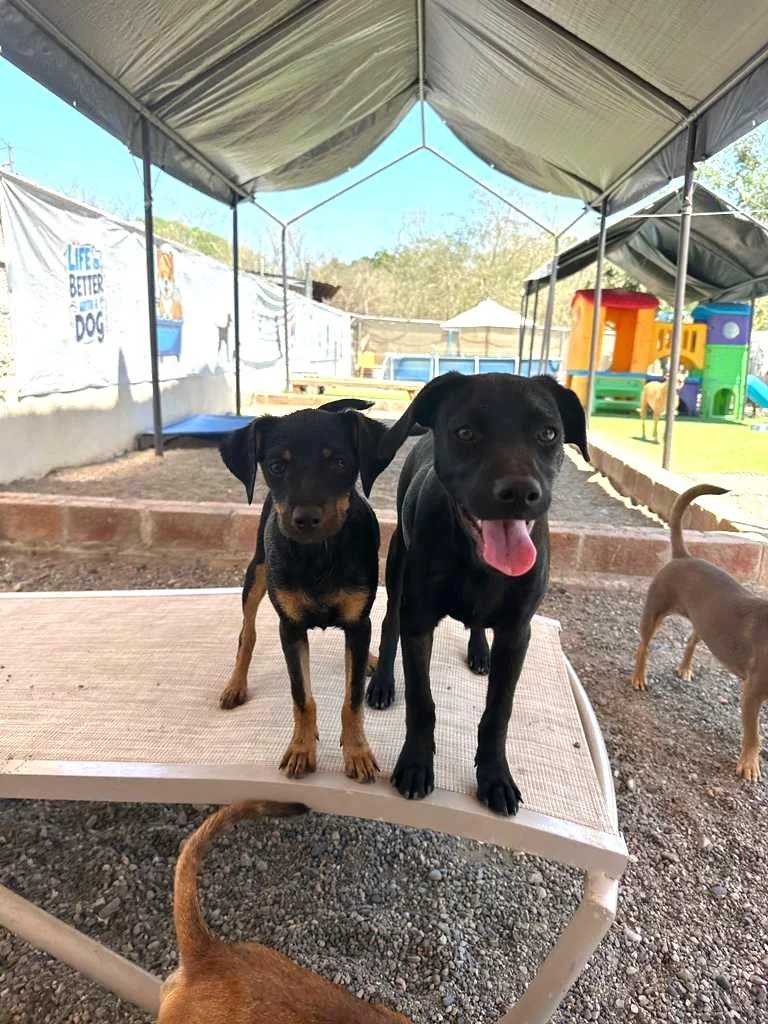 small breed male puppy.jpeg