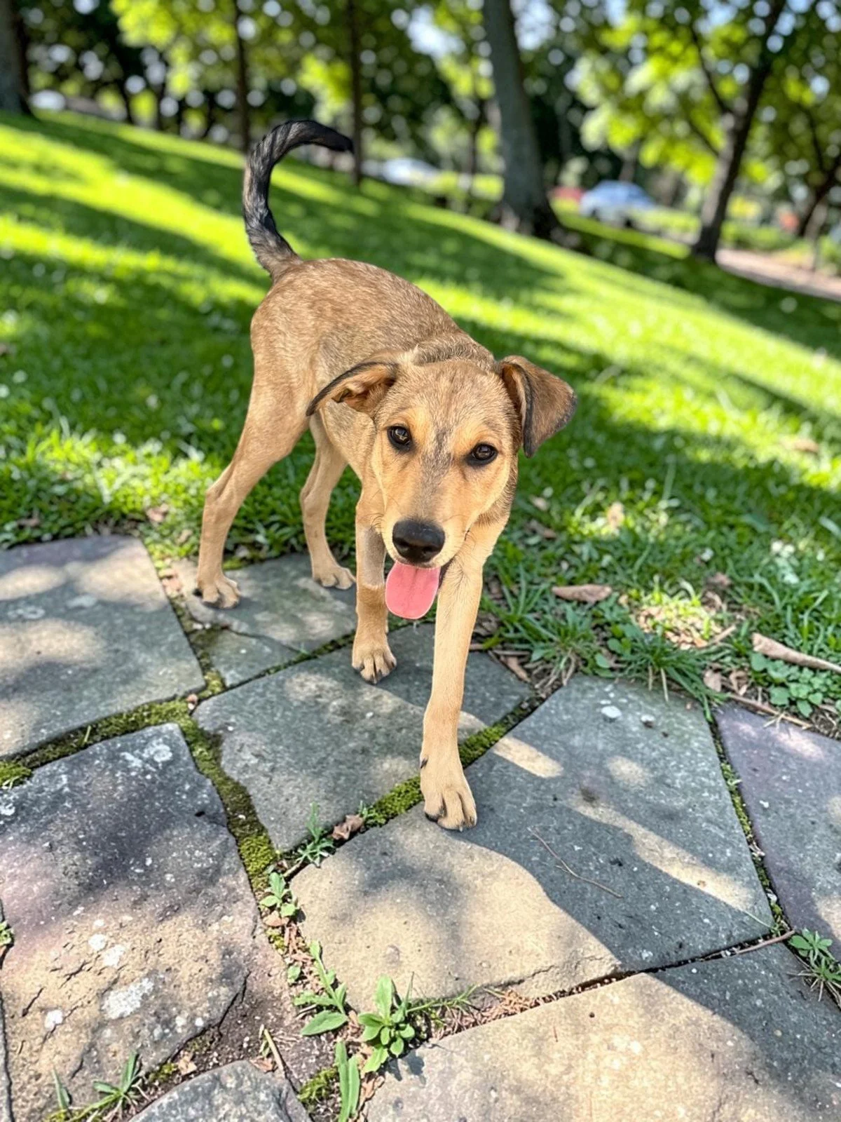 male labrador retriever ridgeback puppy.jpg