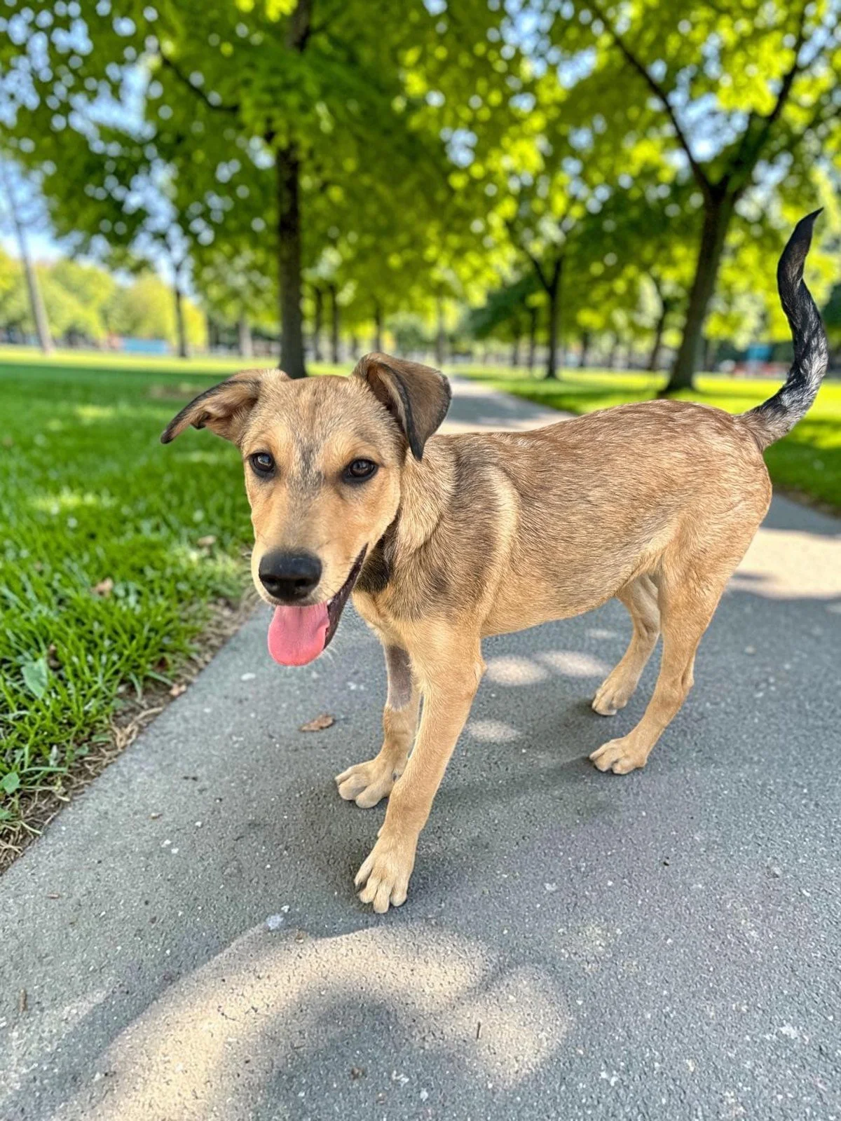 retriever male pup ridgeback lab.jpg