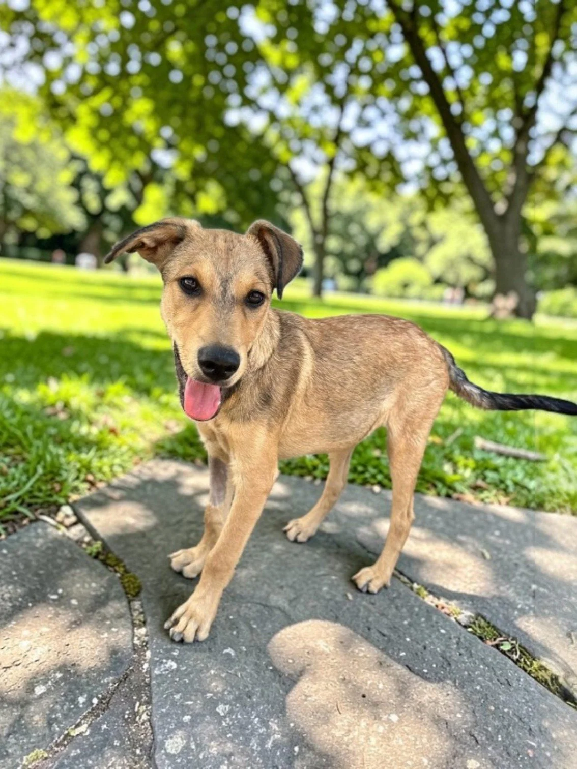lab retriever male pup ridgeback.jpg