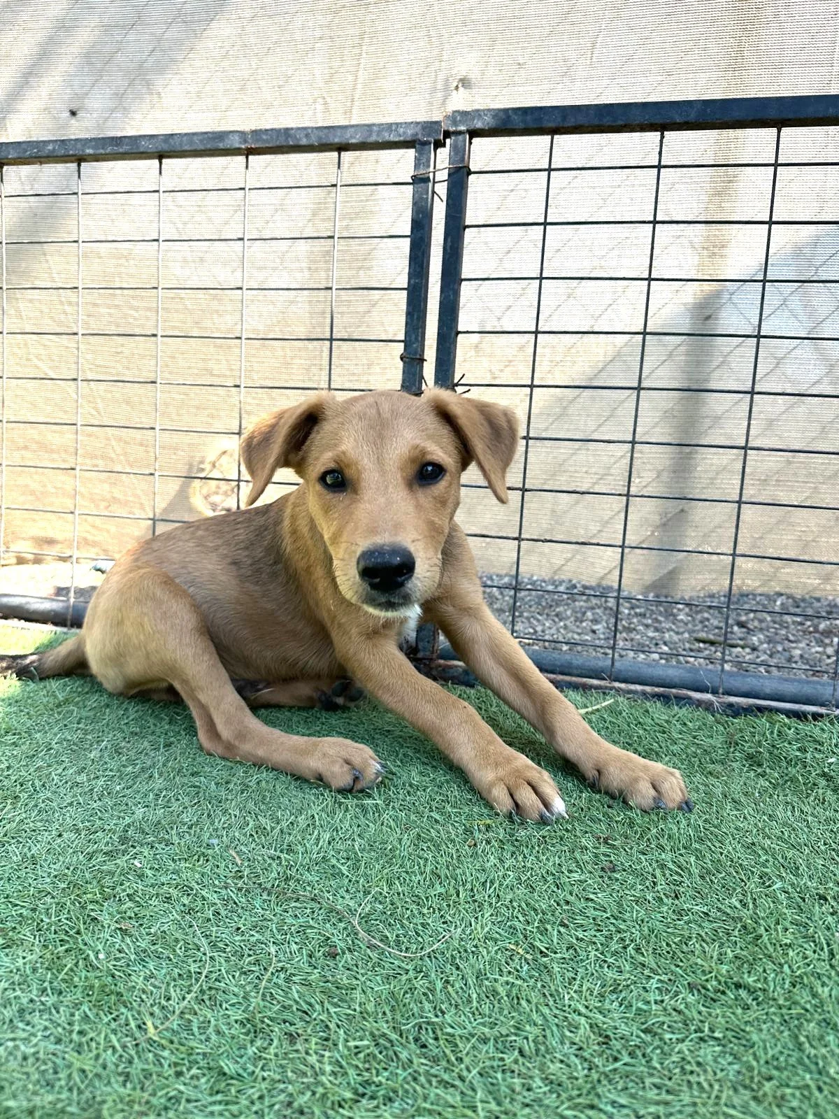 Potcake, Aspin, Labrador Retriever, Shepherd male puppy (2).jpeg