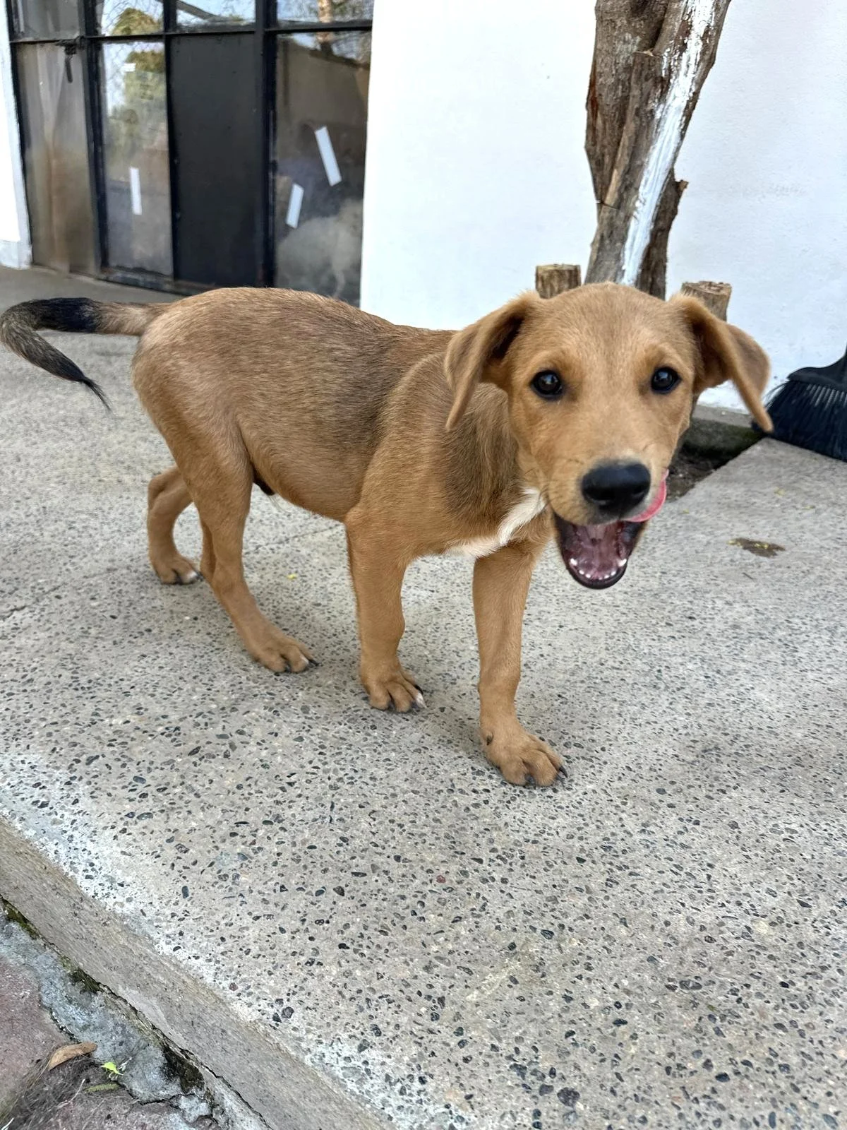 Potcake, Aspin, Labrador Retriever, Shepherd male puppy (5).jpeg