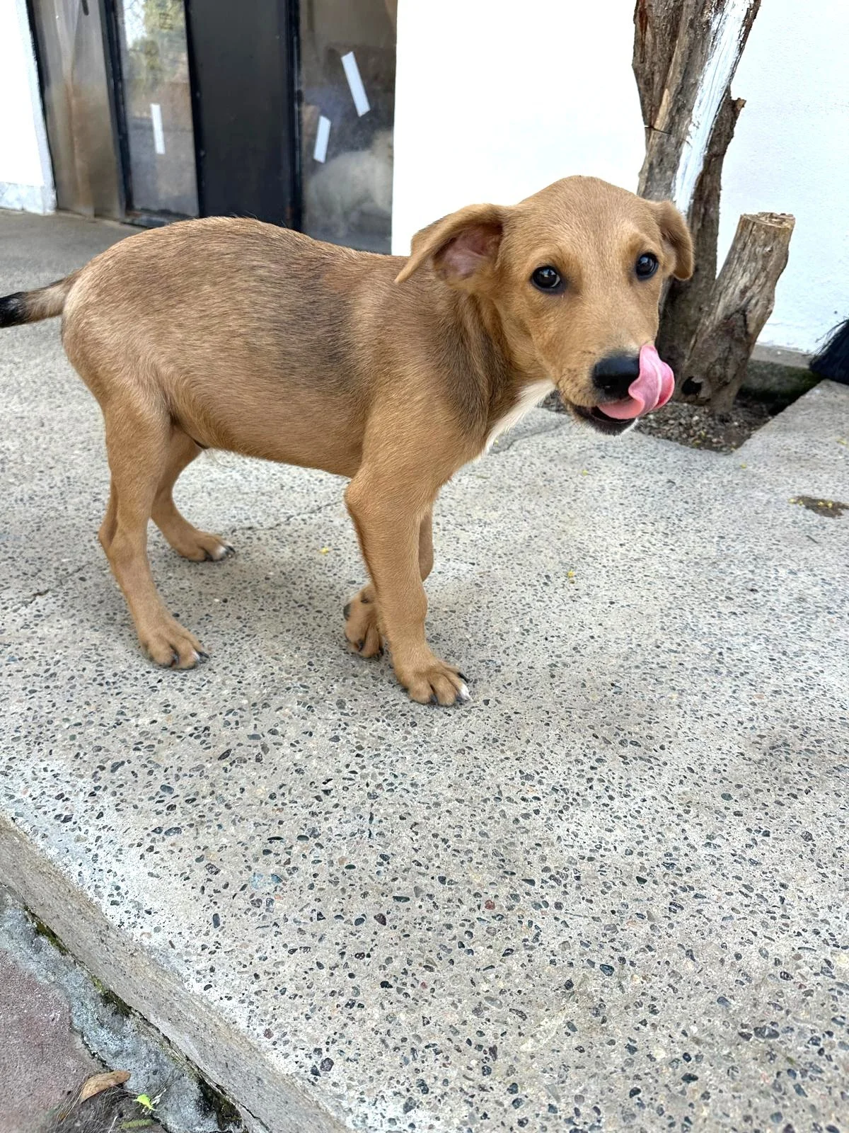 Potcake, Aspin, Labrador Retriever, Shepherd male puppy (6).jpeg