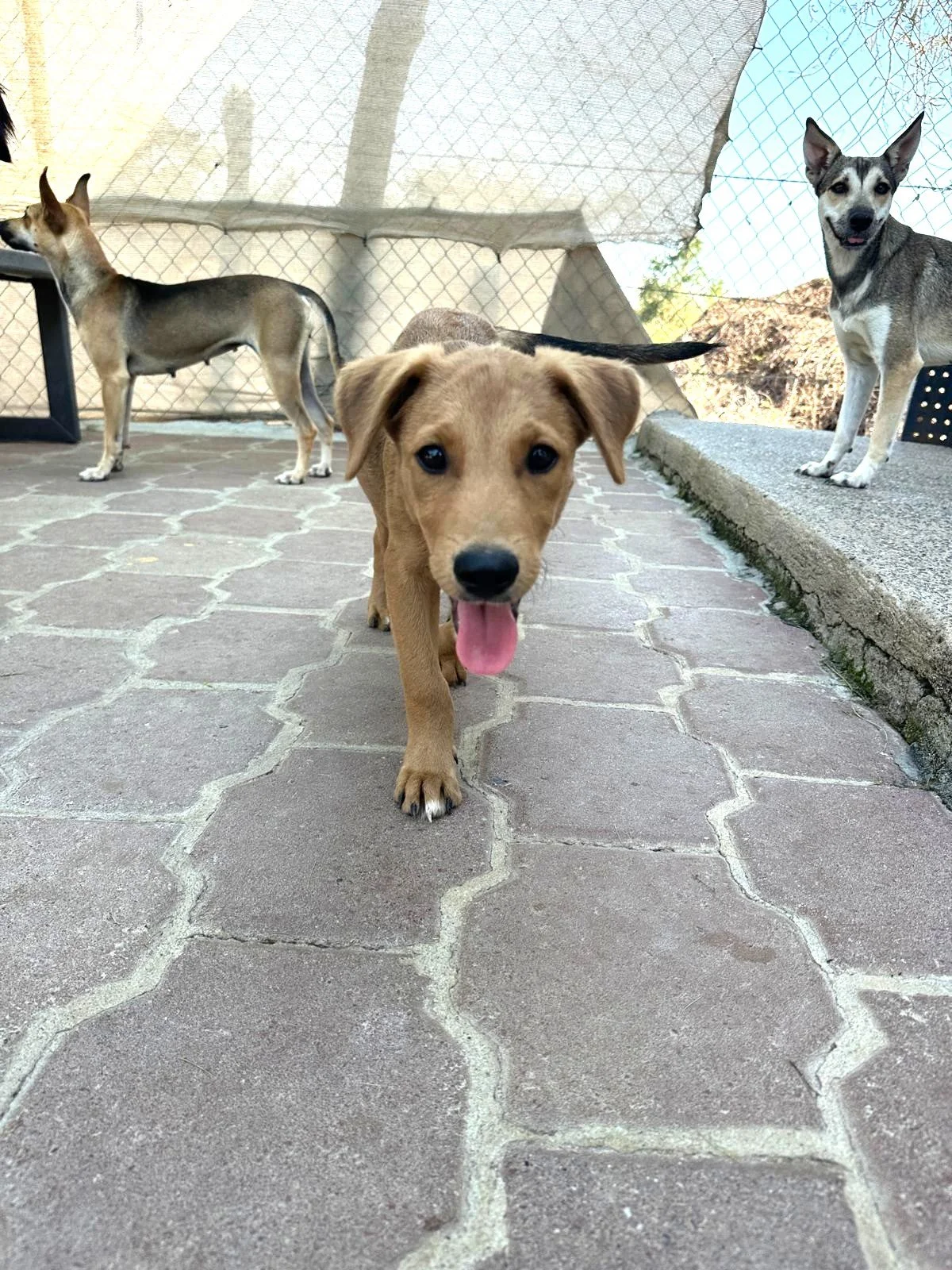 Potcake, Aspin, Labrador Retriever, Shepherd male puppy (7).jpeg