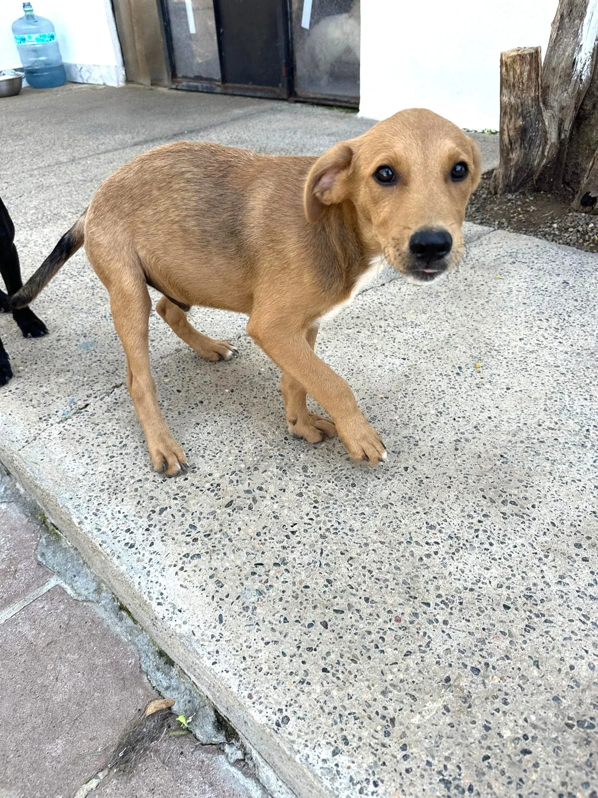 Potcake, Aspin, Labrador Retriever, Shepherd male puppy (8).jpeg