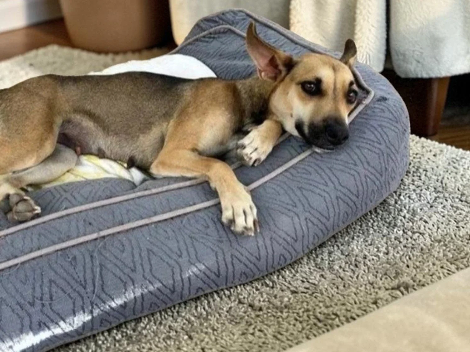 potcake shepherd female dog young.jpg