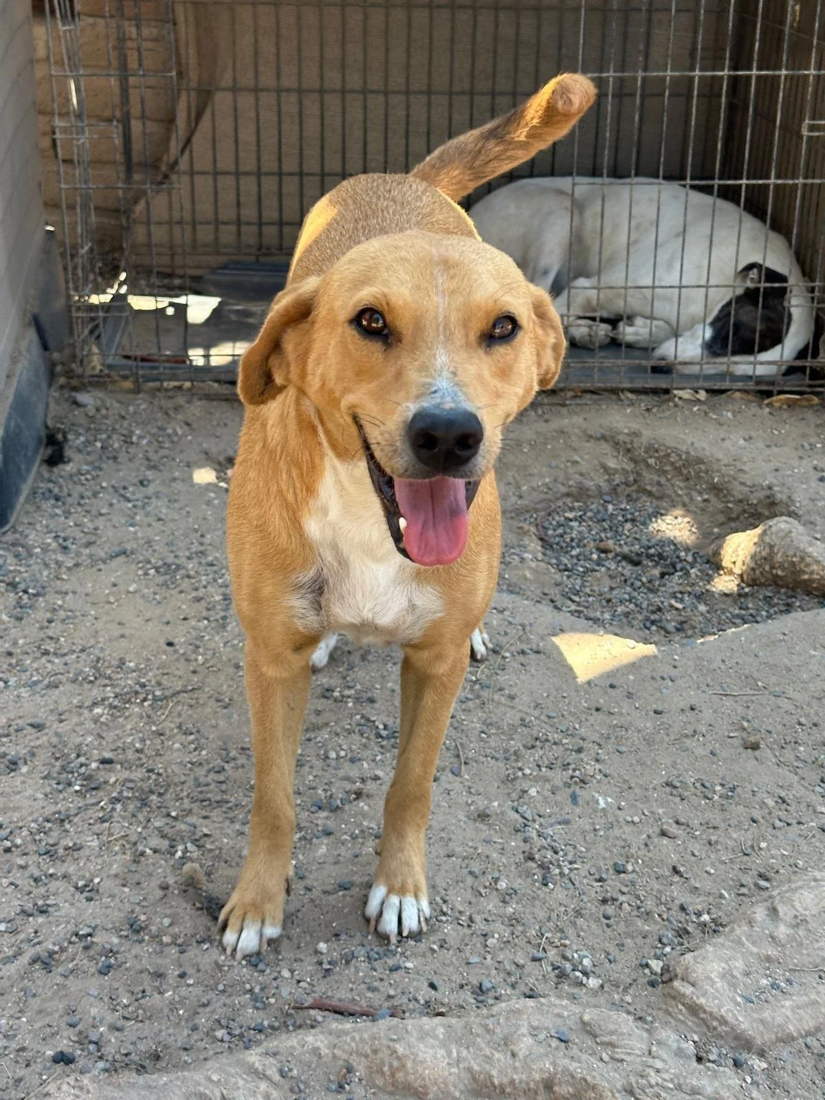 Lab retriever street dog male.jpeg