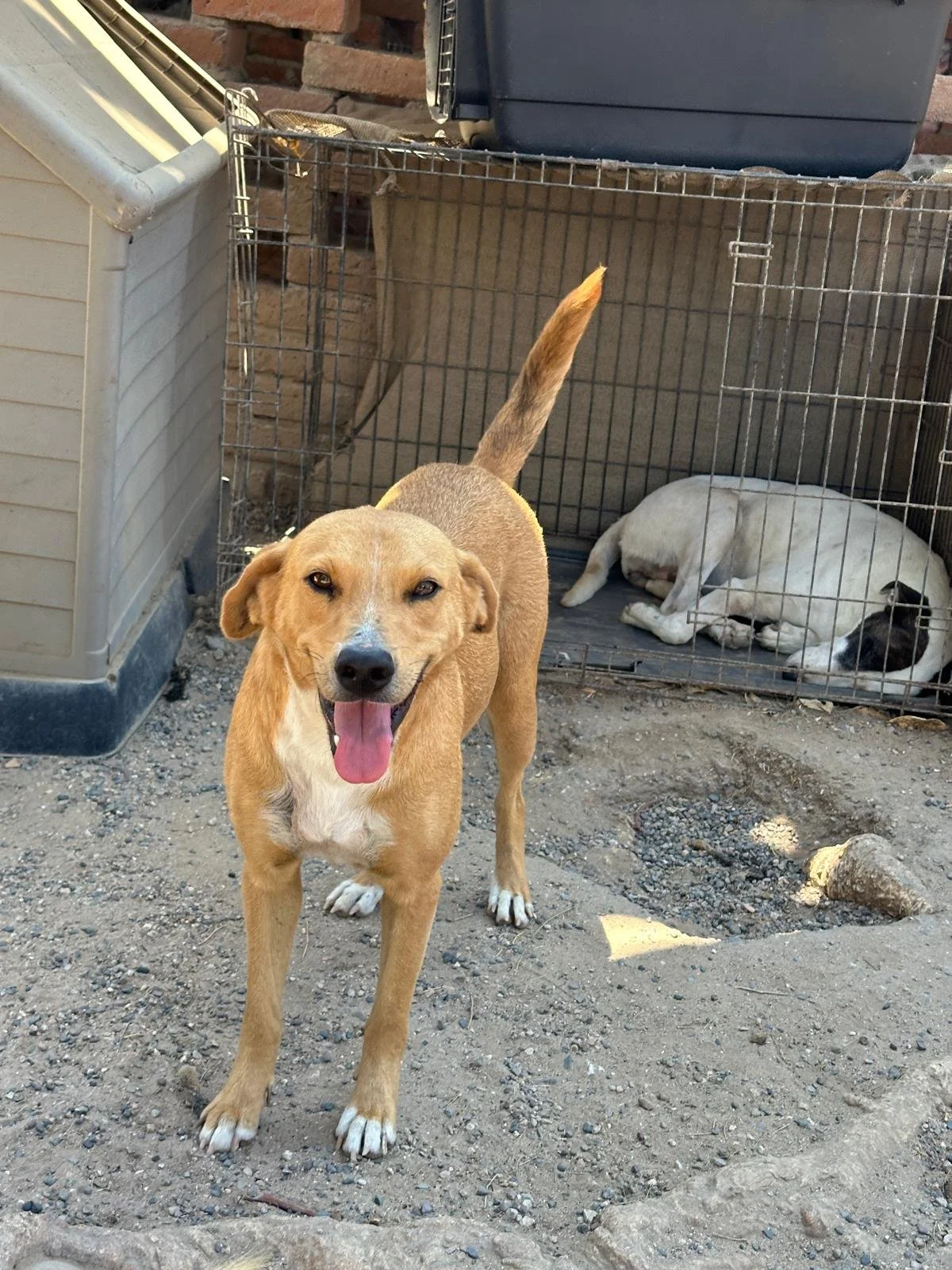 yellow labrador retriever male.jpeg