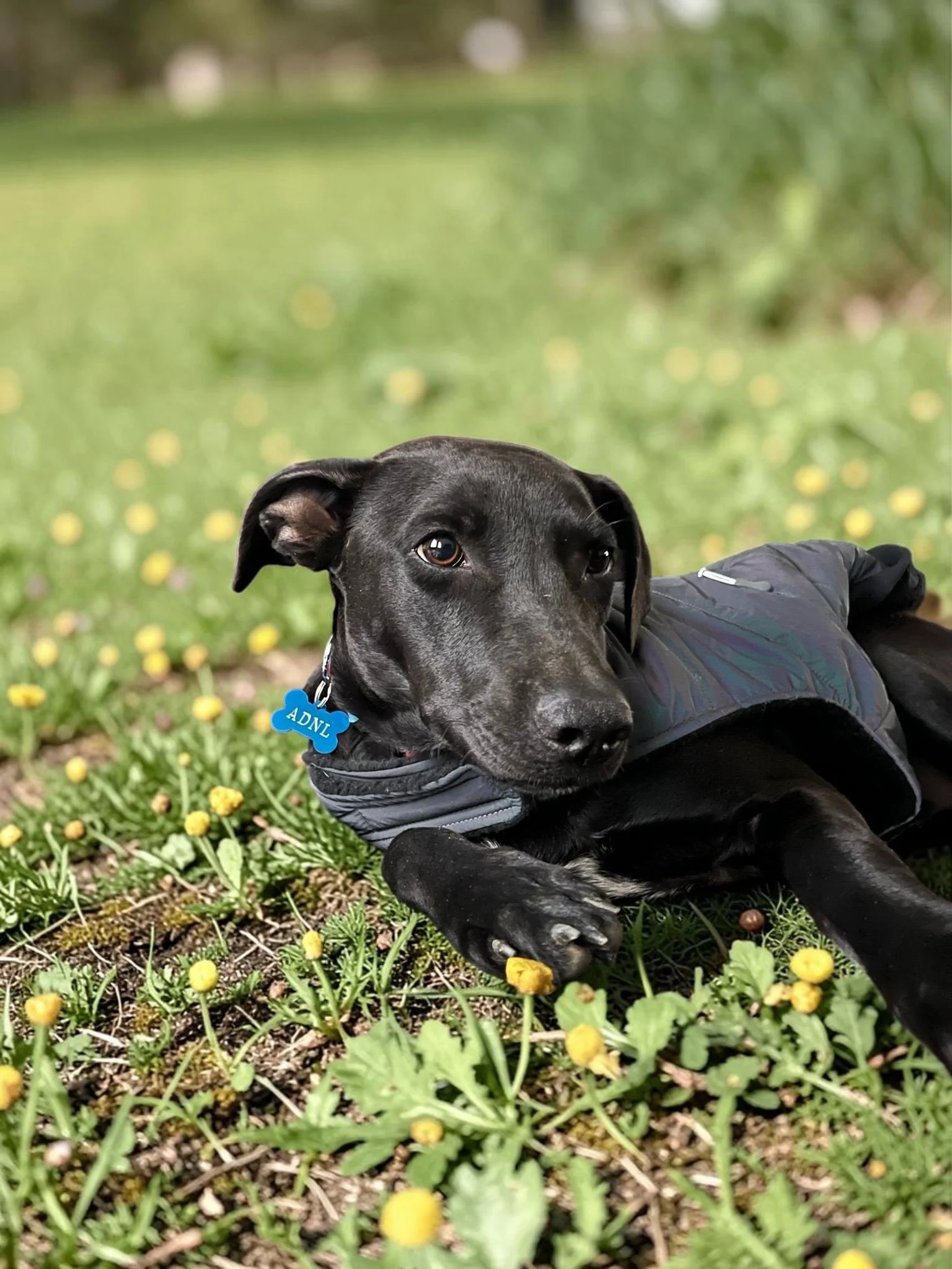 black labrador retriever BC adopt.jpg