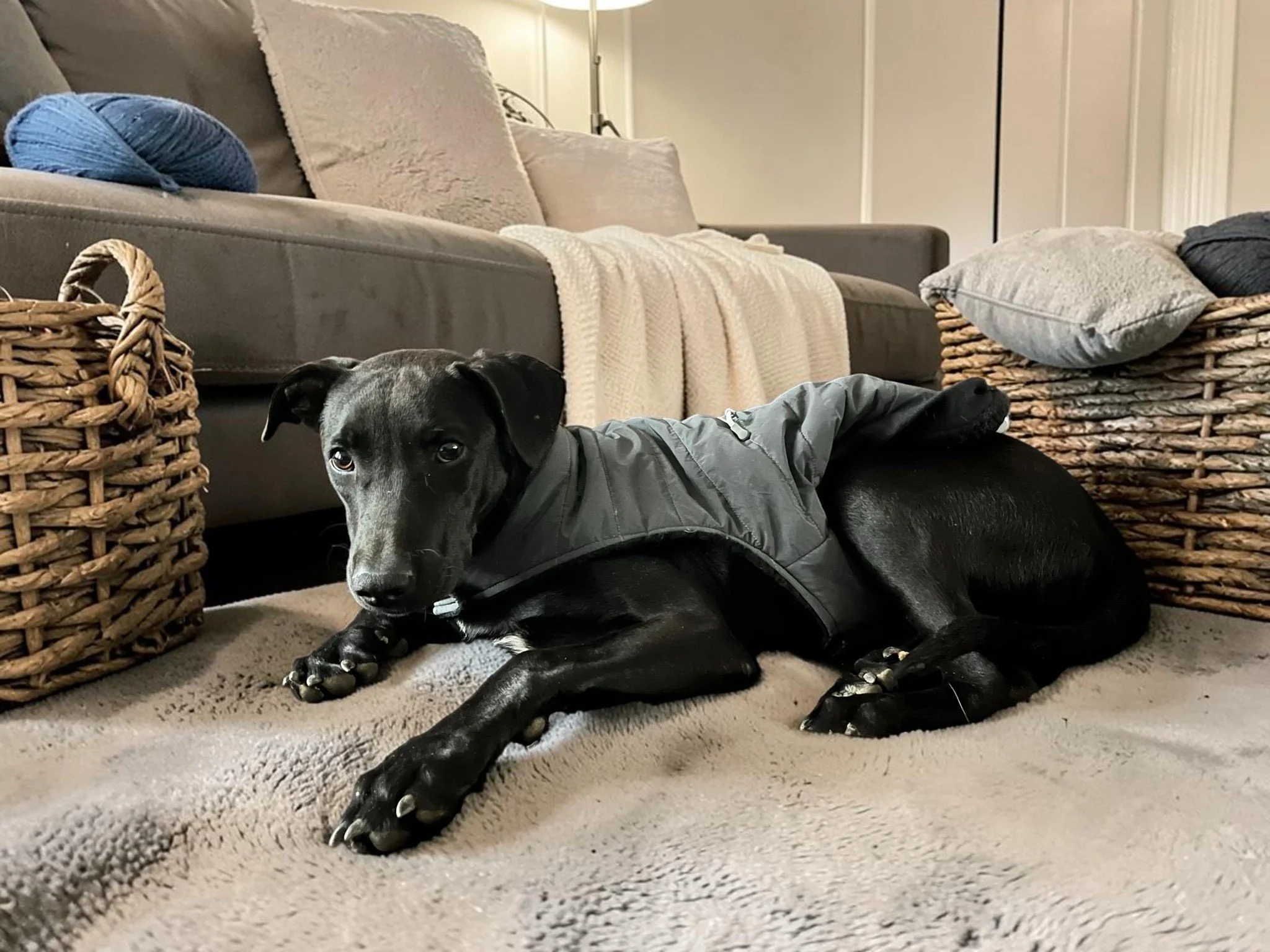black labrador retriever adopt BC.jpg
