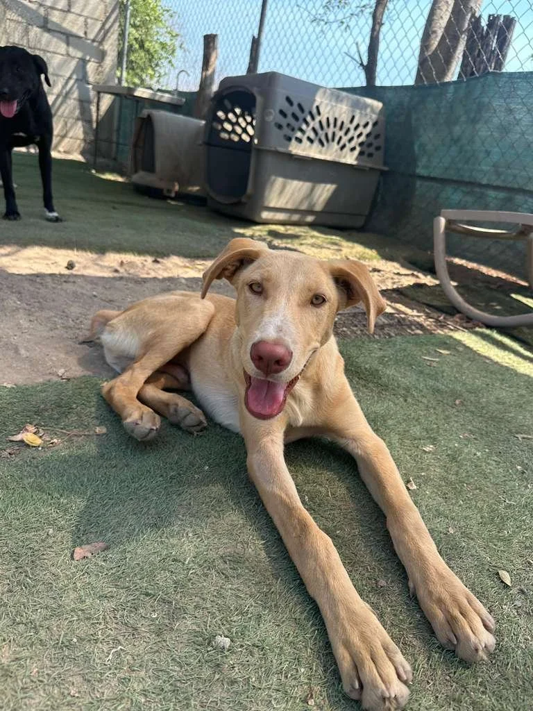 labrador retriever puppy male adopt (2).jpeg