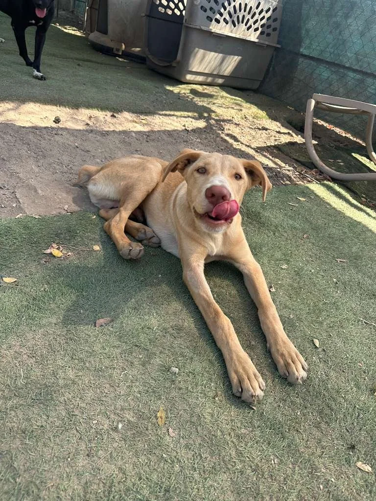 labrador retriever puppy male adopt (3).jpeg