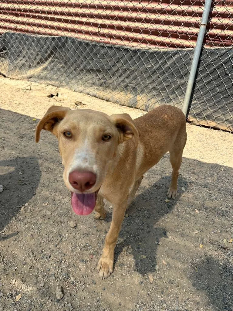 labrador retriever puppy male adopt (4).jpeg