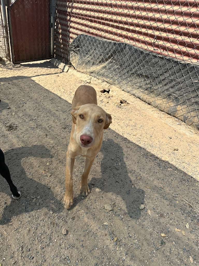 labrador retriever puppy male adopt (6).jpeg