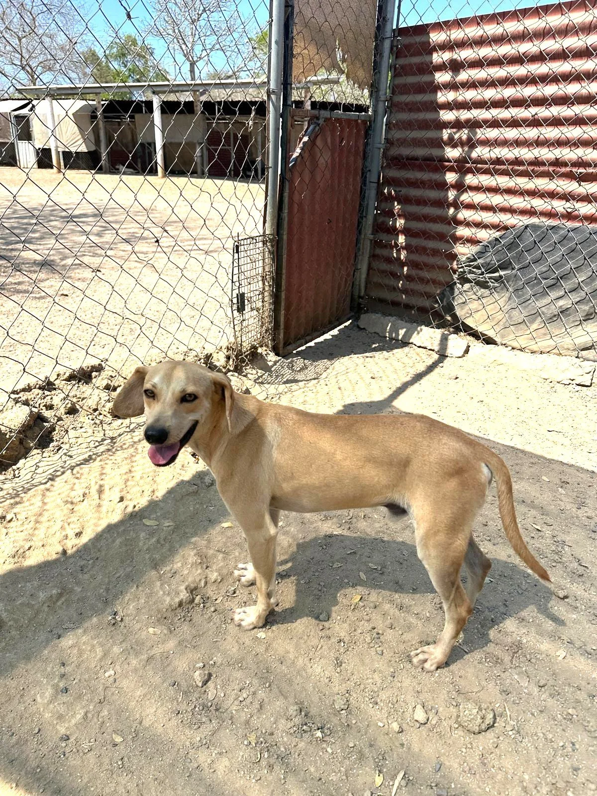 labrador retriever puppy male adopt (1).jpeg