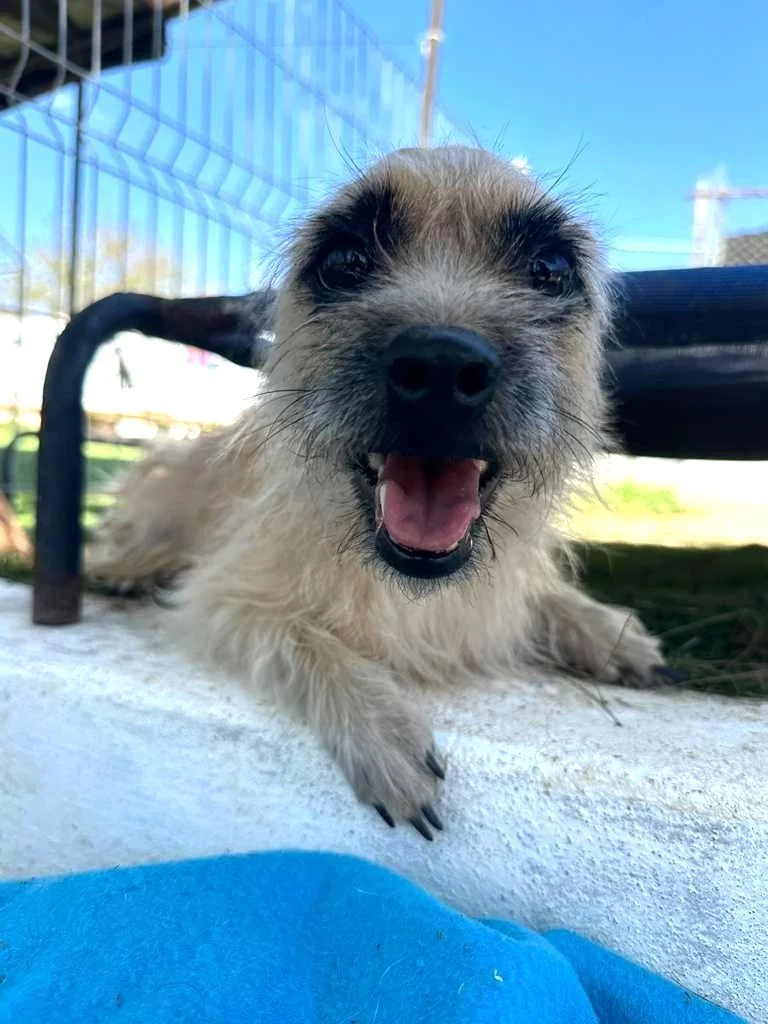 small breed border terrier cairn female (5).jpeg