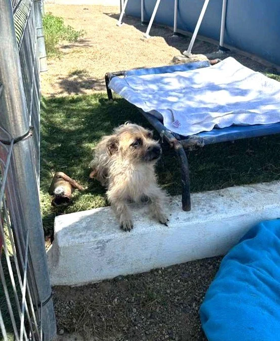 small breed border terrier cairn female (3).jpeg