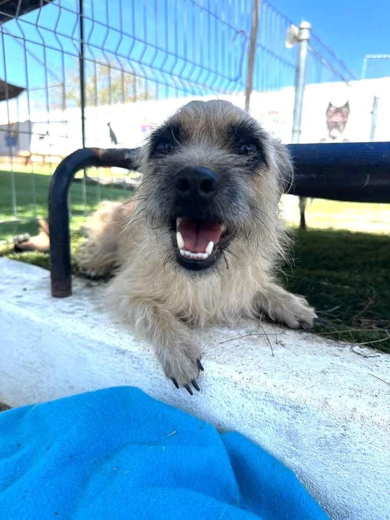 small breed border terrier cairn female (2).jpeg