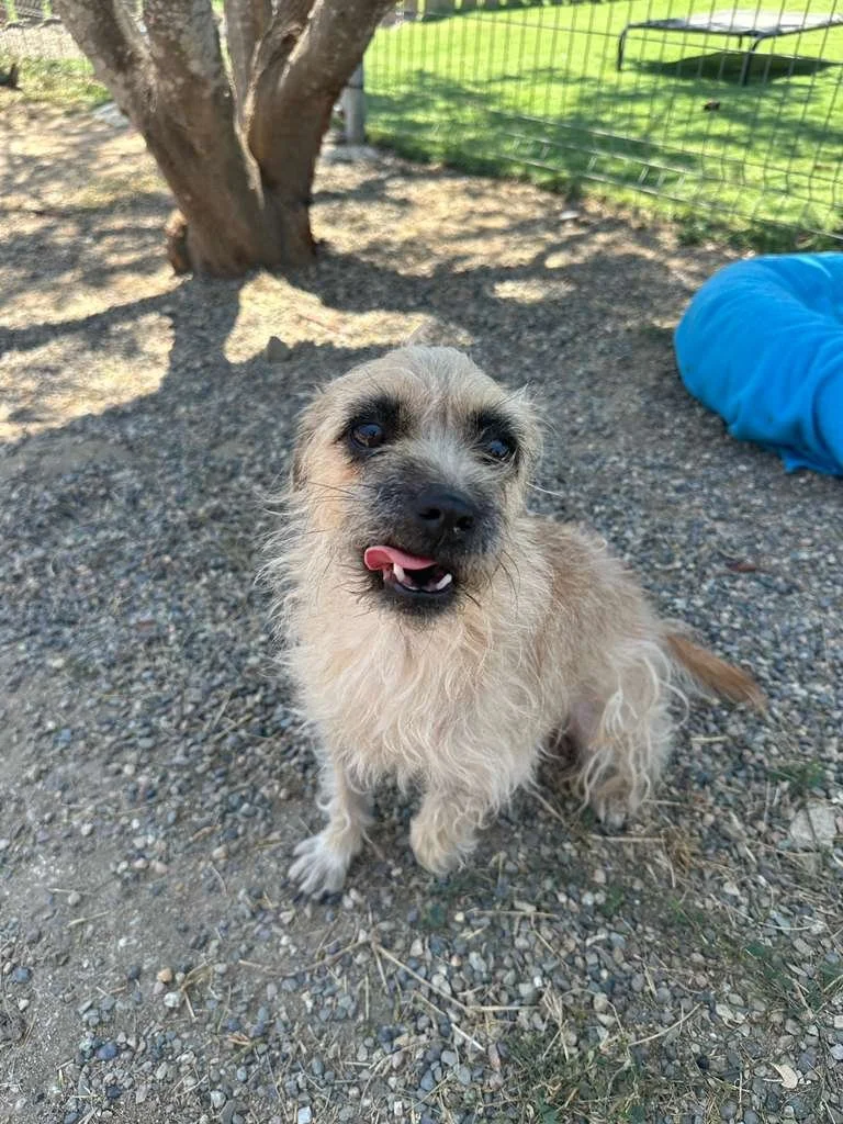small breed border terrier cairn female (6).jpeg