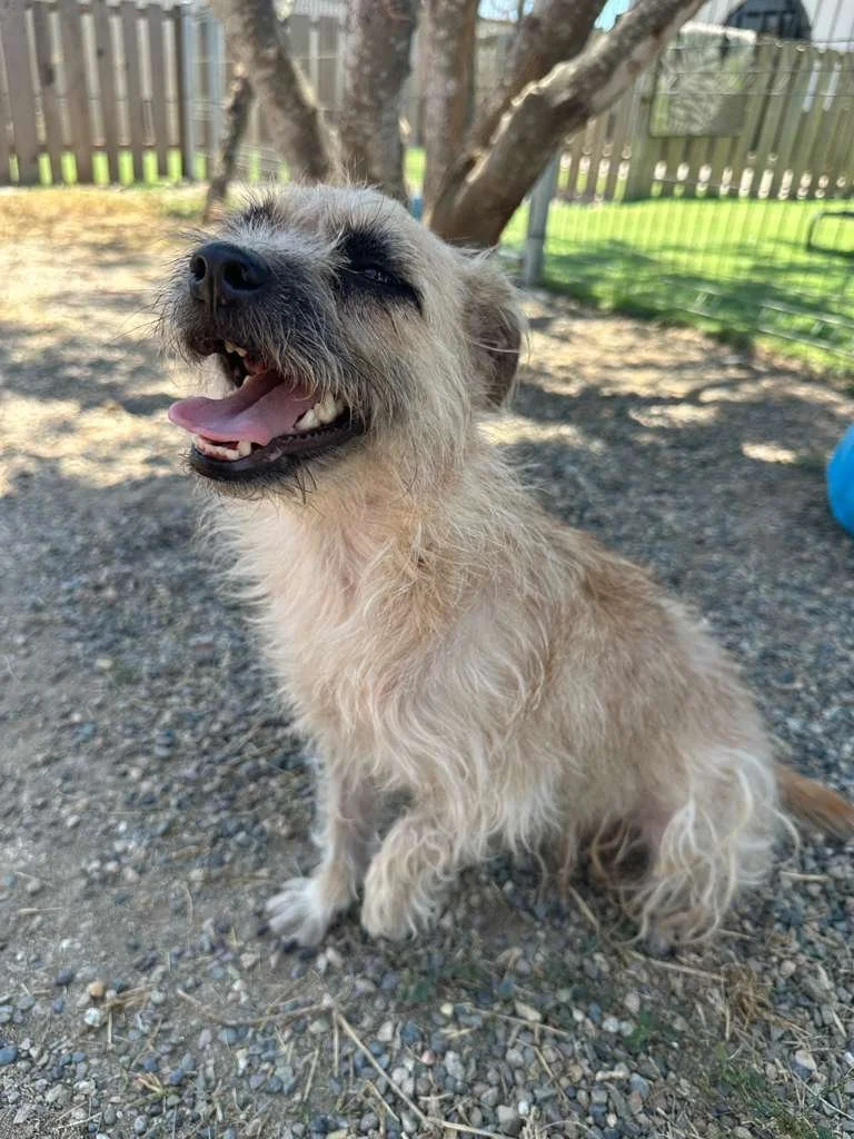 small breed border terrier cairn female (7).jpeg