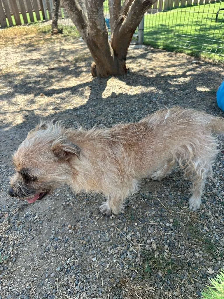small breed border terrier cairn female (8).jpeg