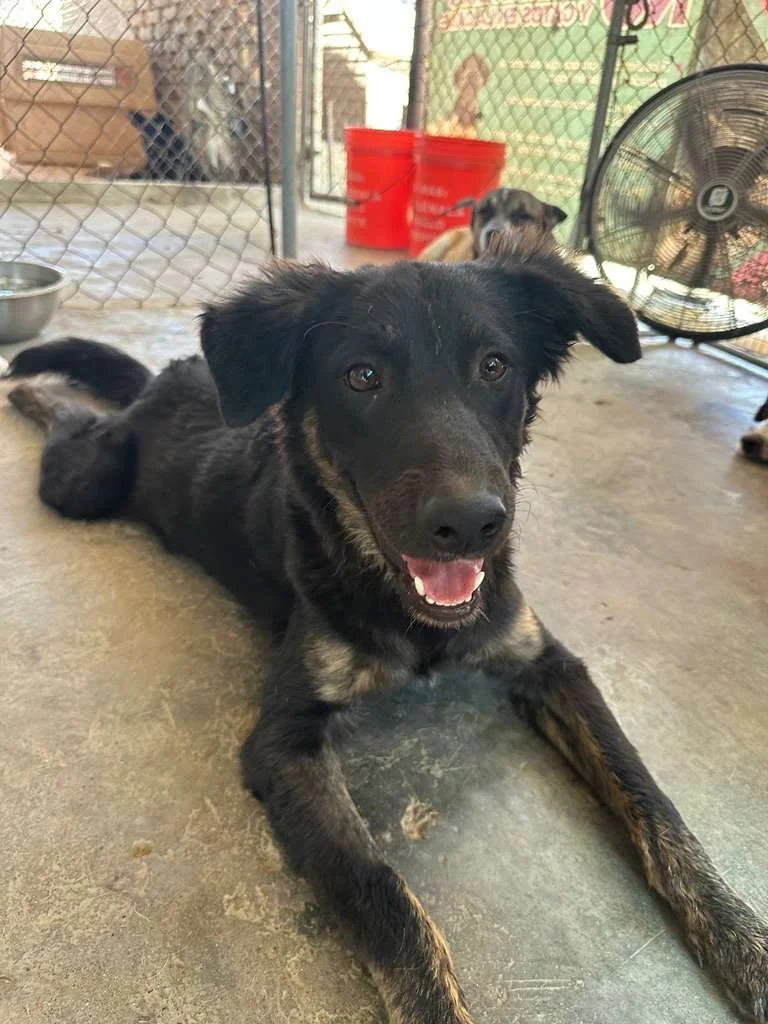 australian shepherd male (1).jpeg