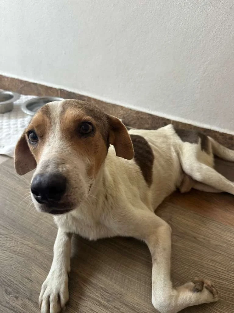 WhatsApp Image 2026-04-13 at 4.05.24 PM (1).jpeg