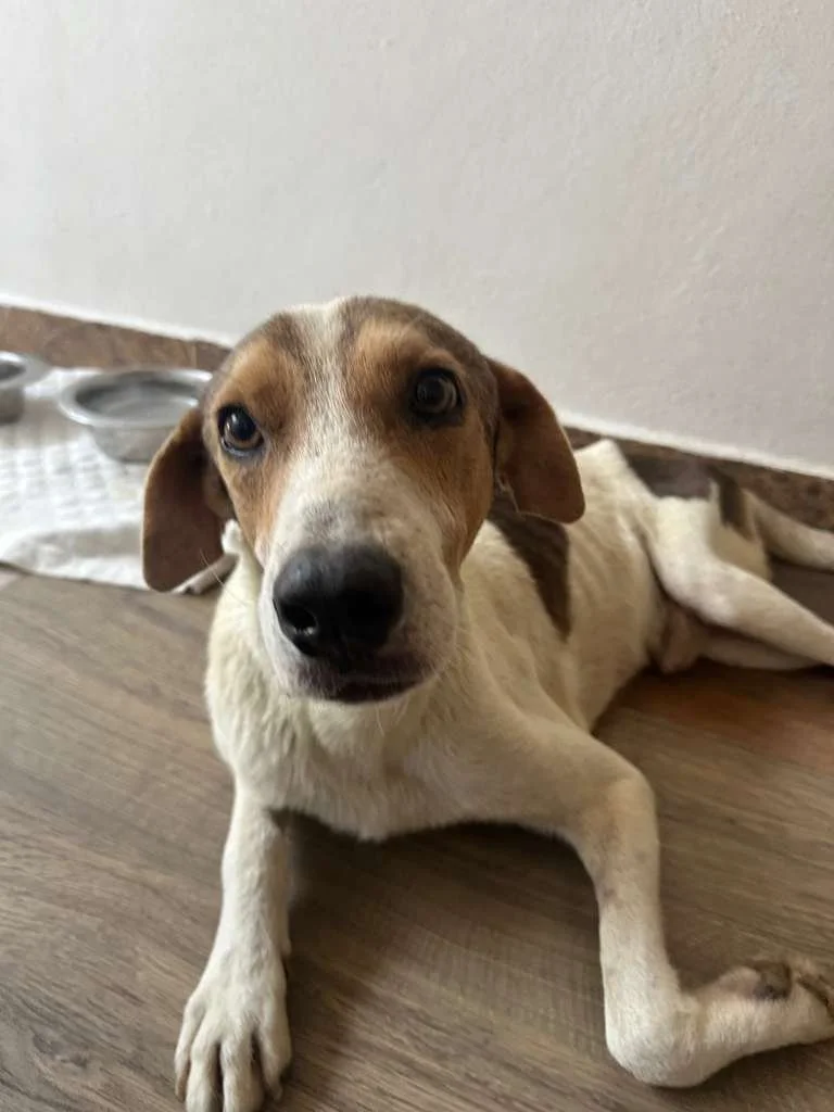 WhatsApp Image 2026-04-13 at 4.05.24 PM (2).jpeg