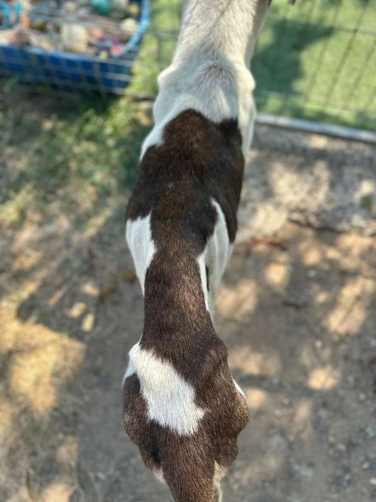 WhatsApp Image 2026-04-13 at 4.05.24 PM (3).jpeg