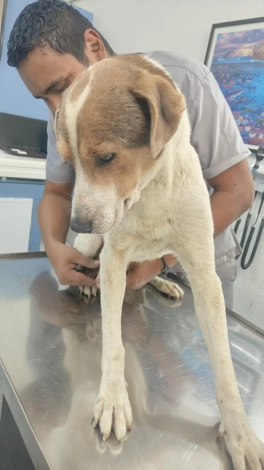 Beagle, coonhound, lab retriever male (1).jpeg