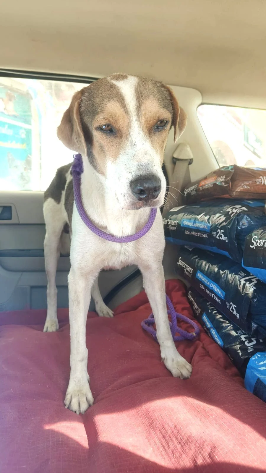 Beagle, coonhound, lab retriever male (5).jpeg