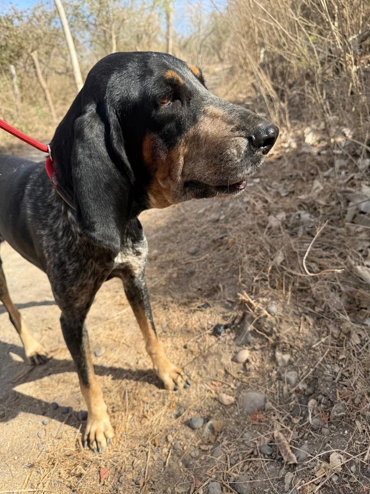 femal bluetick coonhound adopt rescue (2).jpeg
