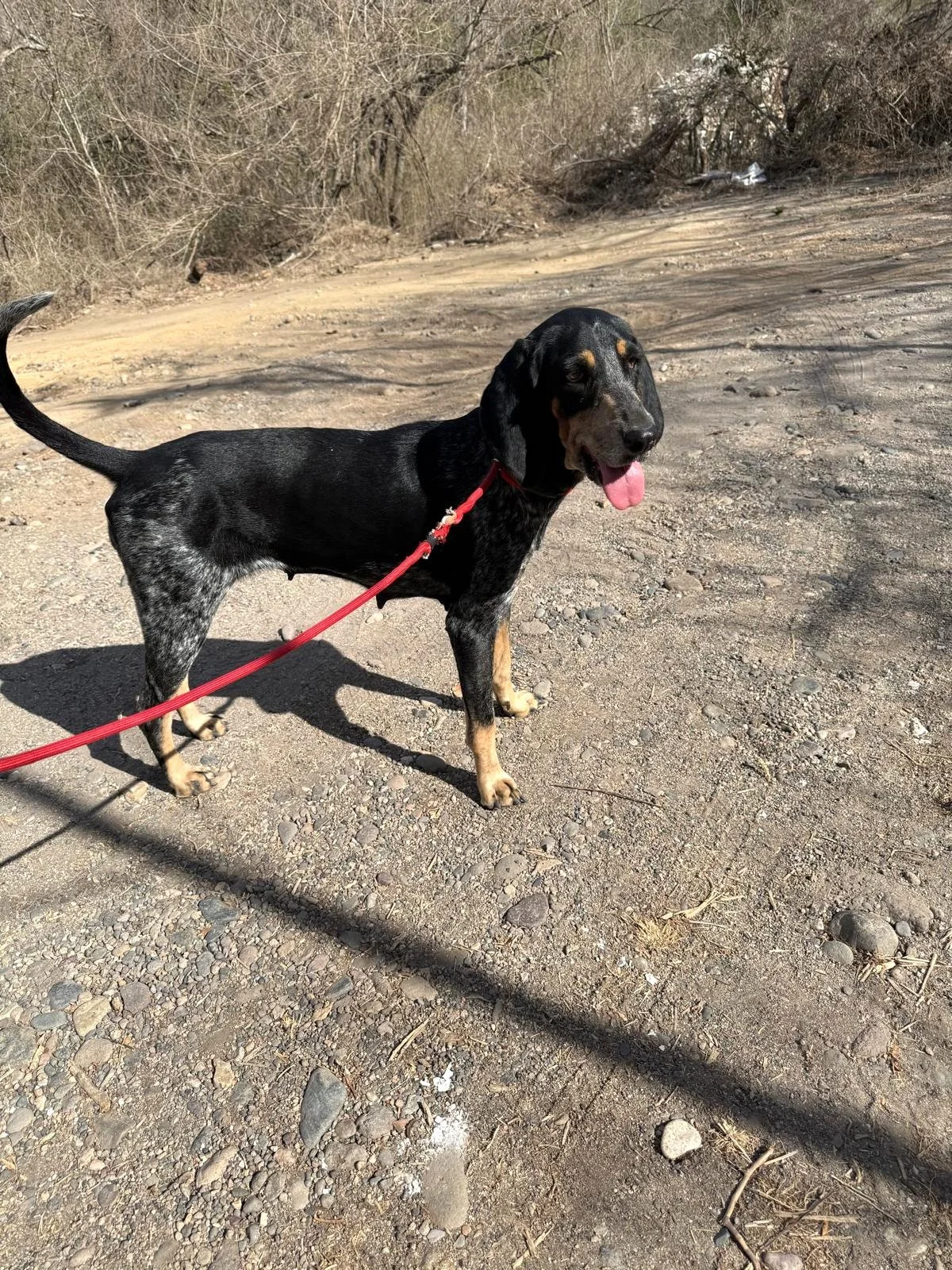 femal bluetick coonhound adopt rescue (1).jpeg
