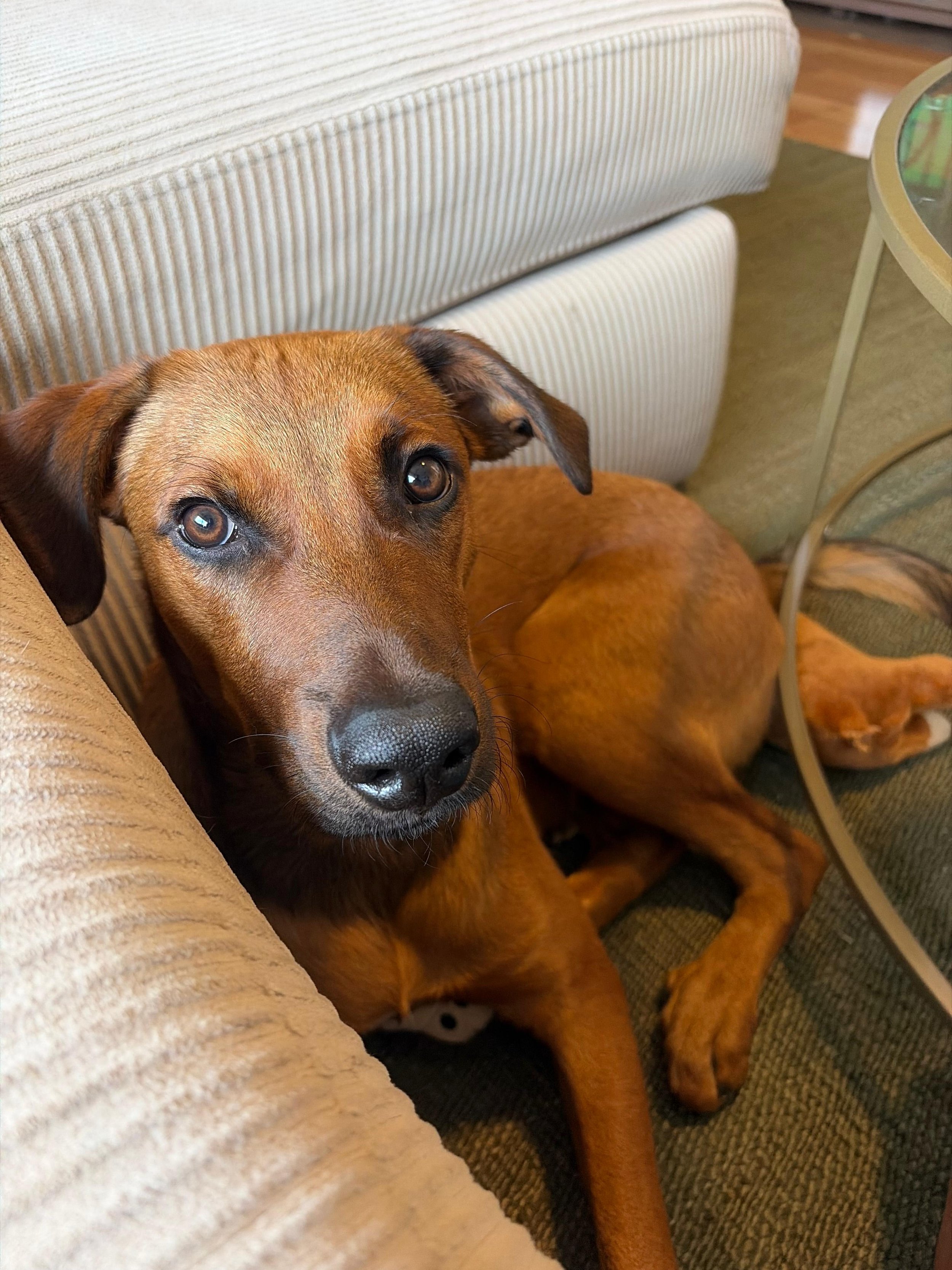 Black Mouth Cur, Rhodesian Ridgeback, Labrador Retriever male Chewbacca (1).jpeg