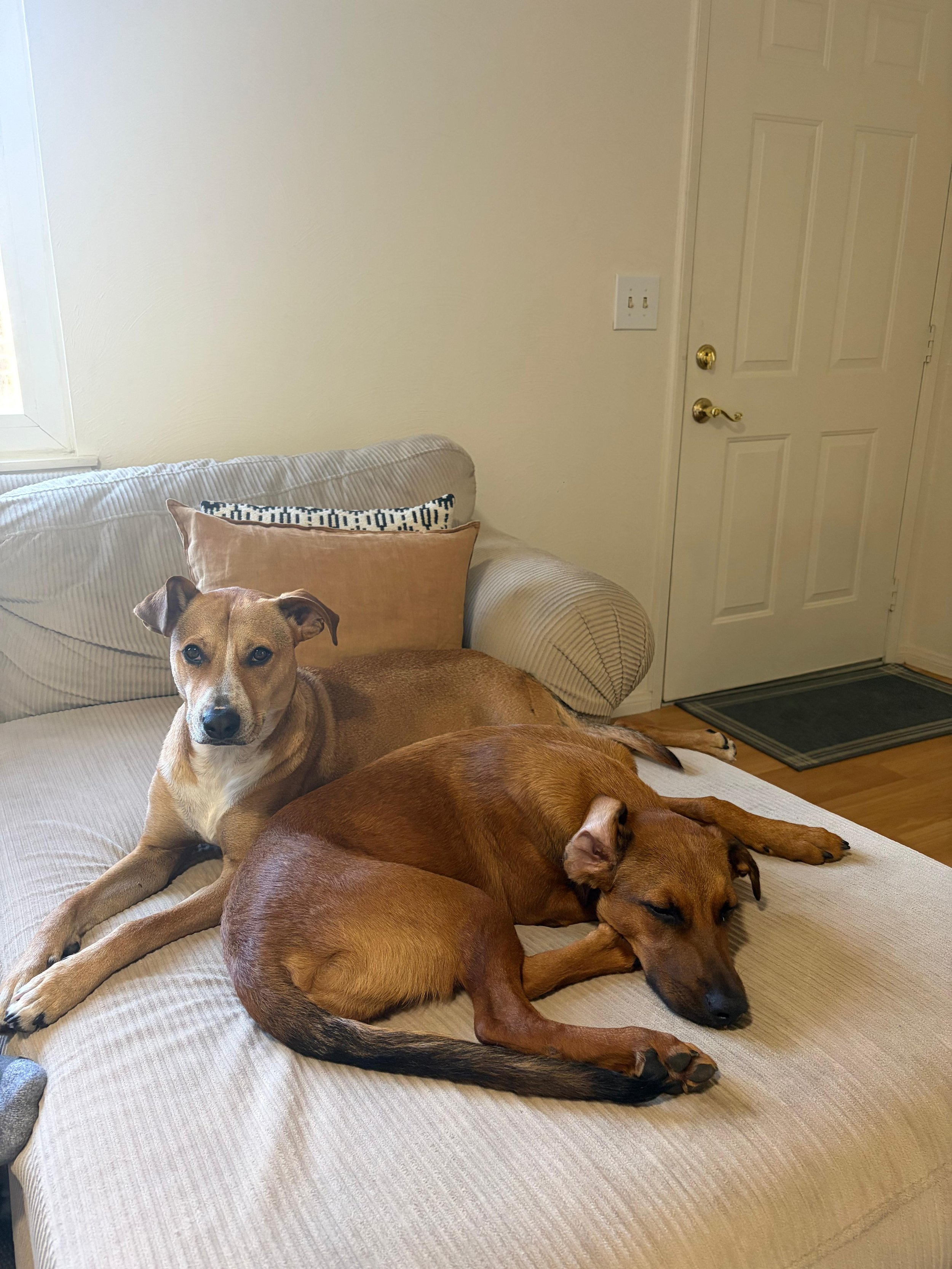 Black Mouth Cur, Rhodesian Ridgeback, Labrador Retriever male Chewbacca (3).jpeg