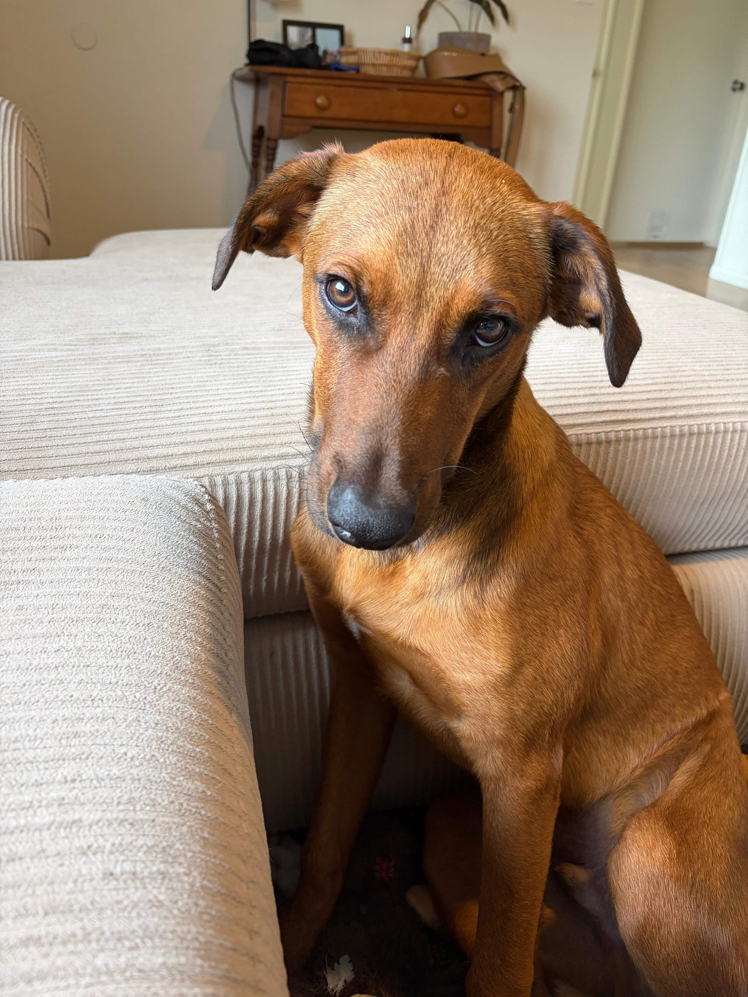 Black Mouth Cur, Rhodesian Ridgeback, Labrador Retriever male Chewbacca (4).jpeg