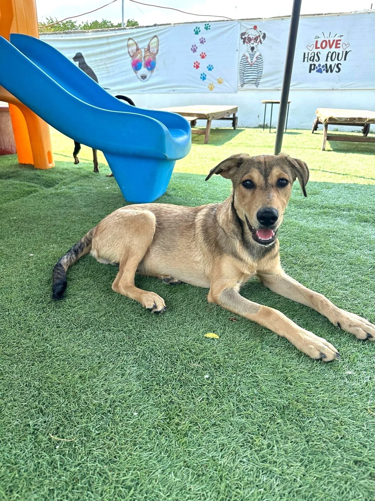 Yogi Male Shepherd Lab Retriever (4).jpeg