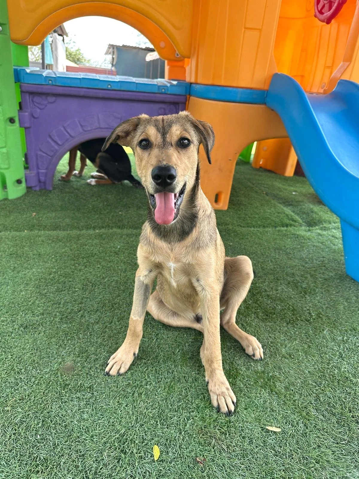 Yogi Male Shepherd Lab Retriever (2).jpeg