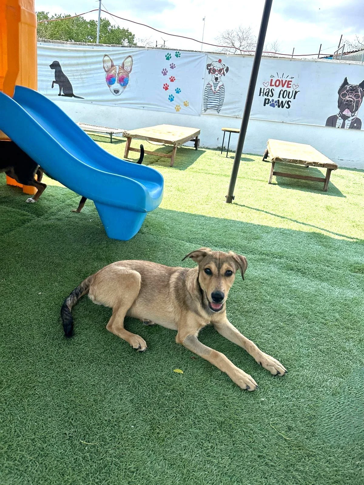 Yogi Male Shepherd Lab Retriever (5).jpeg