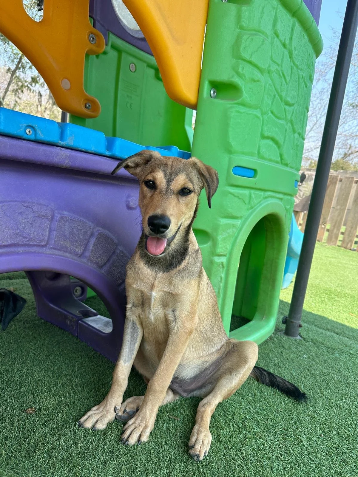Yogi Male Shepherd Lab Retriever (1).jpeg