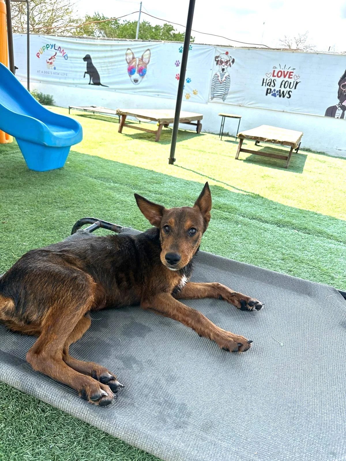 Grizzly Shepherd Kelpie Pinscher Male Pup (5).jpeg
