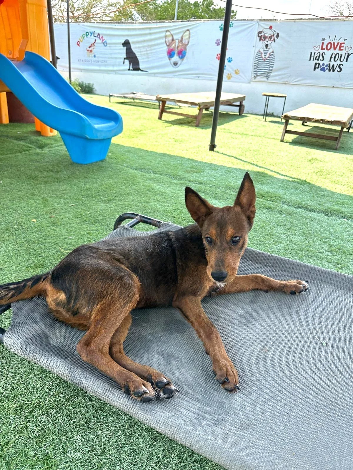 Grizzly Shepherd Kelpie Pinscher Male Pup (4).jpeg